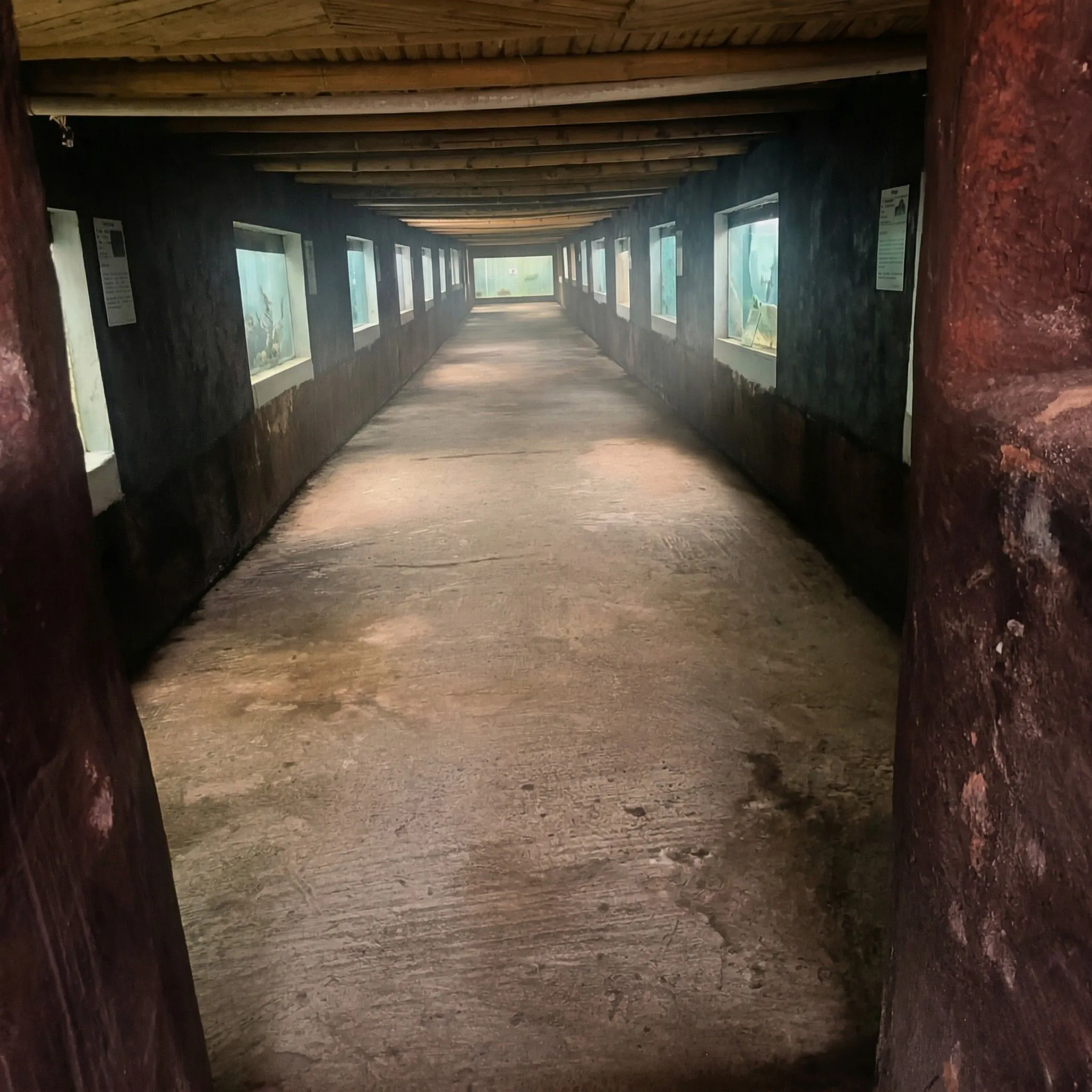 Peces amazónicos exóticos en acuario de Puyo