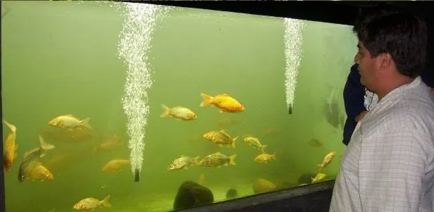 Peces amazonicos en el acuario de Puyo